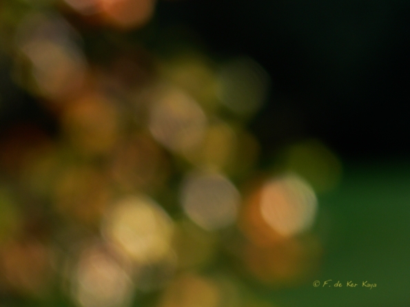 Bois des moutiers fall 2012 (65)